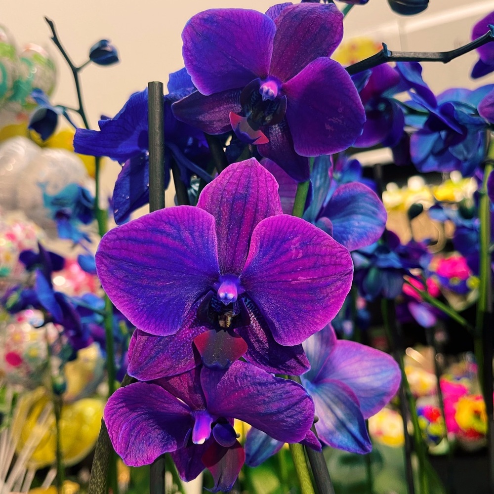 Meet your Posher, Posh